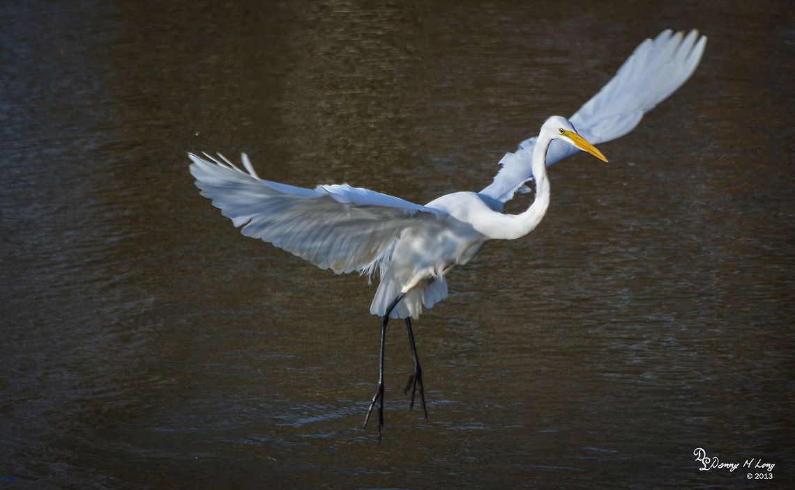 Egret  Ardea alba,Geotagged,Great egret,United States