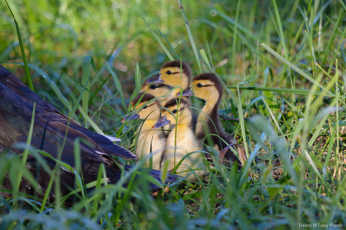 Mallard Ducklings  Anas platyrhynchos,Geotagged,Mallard,United States