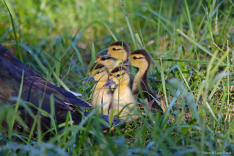 Mallard Ducklings  Anas platyrhynchos,Geotagged,Mallard,United States
