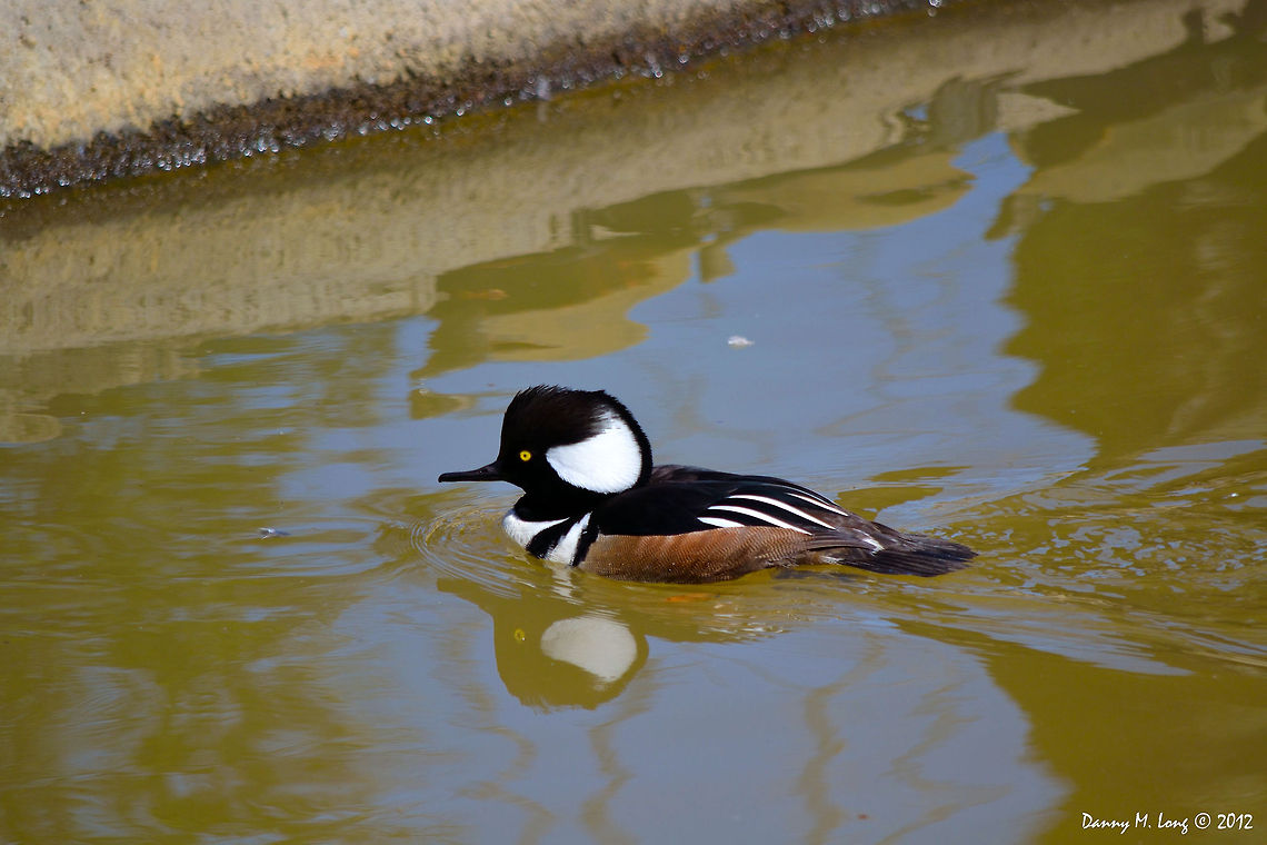Hooded Merganser  Geotagged,Hooded Merganser,Lophodytes cucullatus,United States