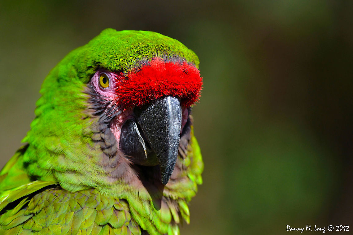 Great Green Macaw  Ara ambiguus,Geotagged,Great Green Macaw,United States