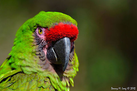 Great Green Macaw  Ara ambiguus,Geotagged,Great Green Macaw,United States