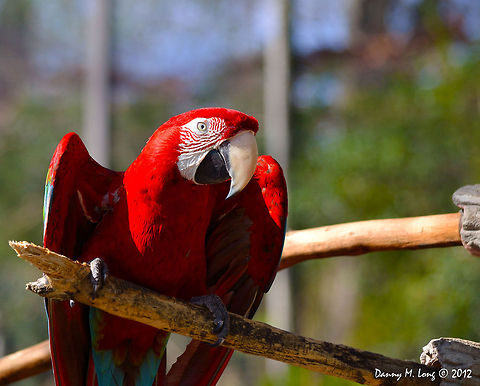 Scarlet Macaw  Ara chloropterus,Geotagged,Red-and-green Macaw,United States