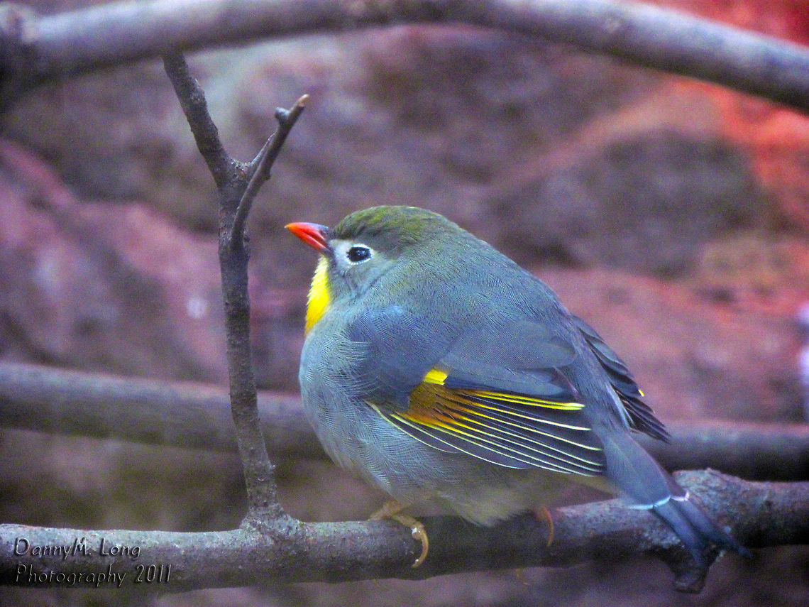 Red-billed Leiothrix                                 Geotagged,Leiothrix lutea,Red-billed Leiothrix,United States