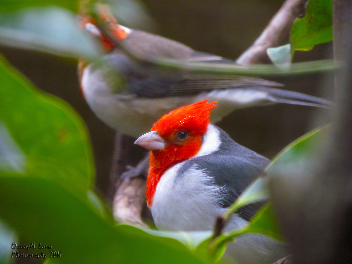 Red-crested Cardinal                                 Geotagged,Paroaria coronata,Red-crested Cardinal,United States
