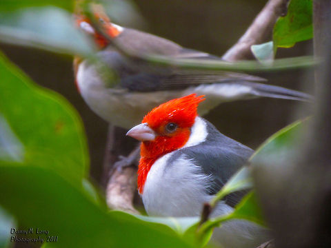 Red-crested Cardinal