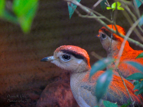 Peruvian Thick Knee                                 Burhinus superciliaris,Geotagged,Peruvian Thick-knee,United States