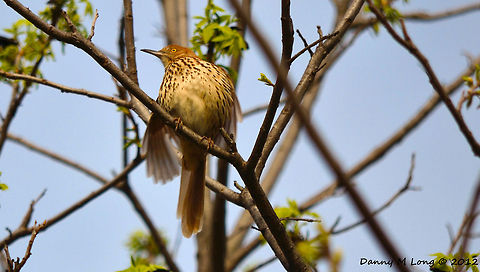 Brown Thrasher  Brown Thrasher,Geotagged,Toxostoma rufum,United States