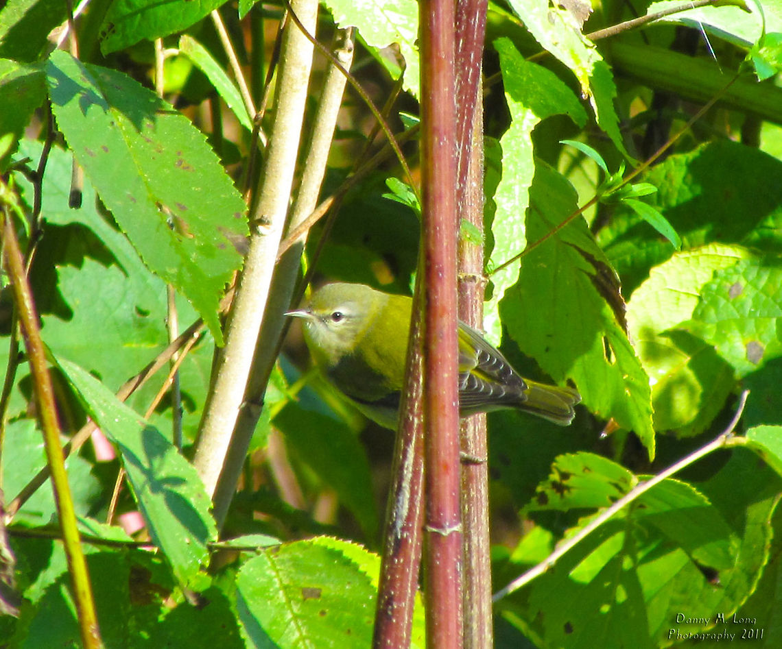 Tennessee Warbler                                 Geotagged,Oreothlypis peregrina,Tennessee Warbler,United States