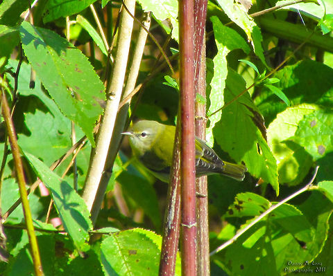 Tennessee Warbler                                 Geotagged,Oreothlypis peregrina,Tennessee Warbler,United States