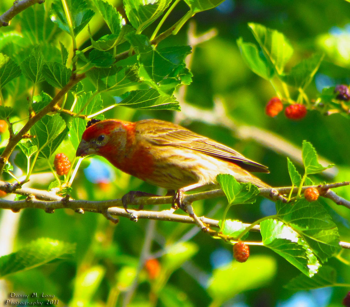 House Finch                                 Carpodacus mexicanus,Geotagged,House Finch,United States