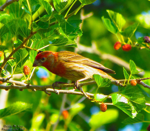 House Finch                                 Carpodacus mexicanus,Geotagged,House Finch,United States