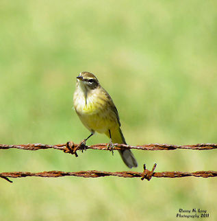Palm Warbler                                 Geotagged,Palm Warbler,Setophaga palmarum,United States