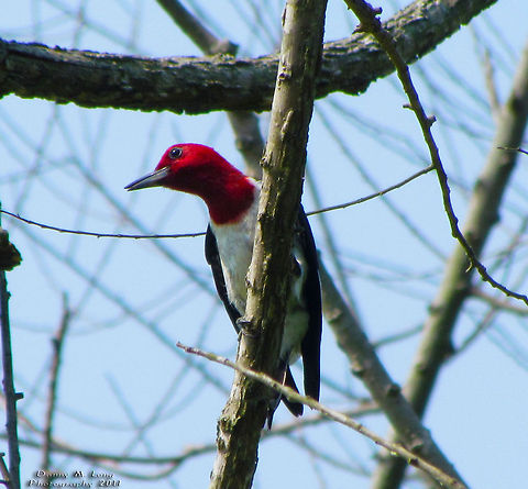 Red Headed Woodpecker                                 Geotagged,Melanerpes erythrocephalus,Red-headed Woodpecker,United States