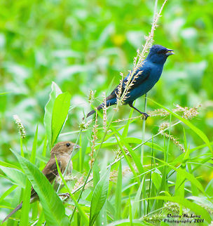 Male & Female Indigo Bunting                                 Geotagged,Indigo Bunting,Passerina cyanea,United States