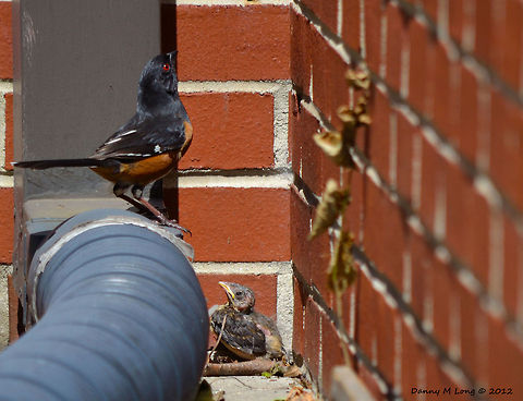 Male Eastern Towhee checking up on Jr.  Eastern Towhee,Geotagged,Pipilo erythrophthalmus,United States
