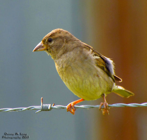 House Sparrow, female                                 Geotagged,House Sparrow,Passer domesticus,United States