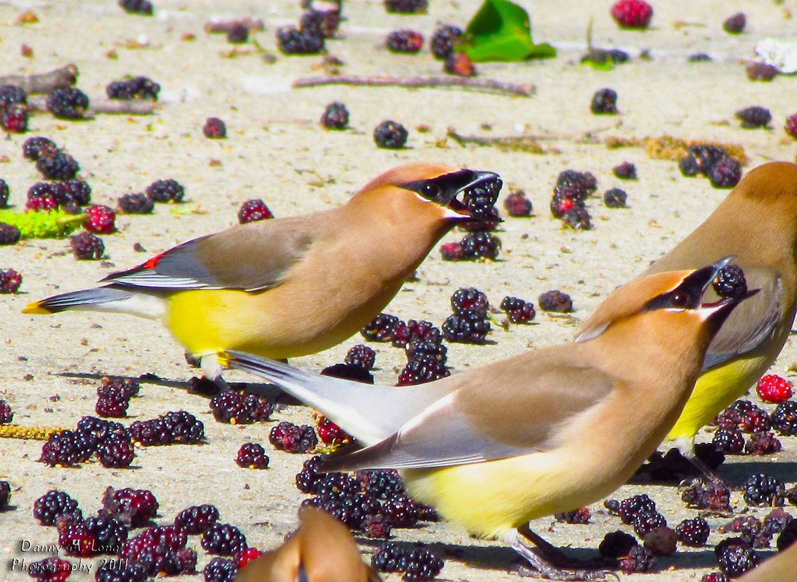 Cedar Waxwing                                 Bombycilla cedrorum,Cedar Waxwing,Geotagged,United States