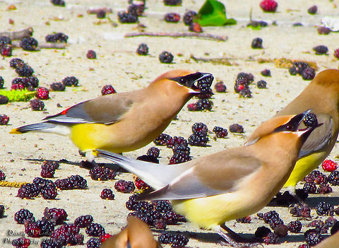 Cedar Waxwing                                 Bombycilla cedrorum,Cedar Waxwing,Geotagged,United States