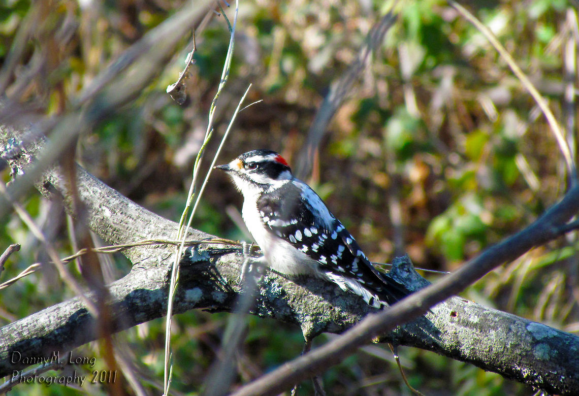 Downy Woodpecker                                 Downy Woodpecker,Downy woodpecker,Dryobates pubescens,Geotagged,Picoides pubescens,United States