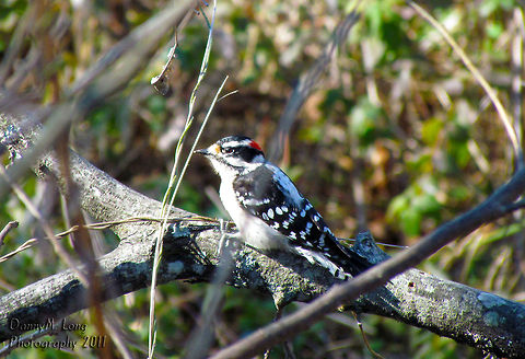 Downy Woodpecker                                 Downy Woodpecker,Downy woodpecker,Dryobates pubescens,Geotagged,Picoides pubescens,United States
