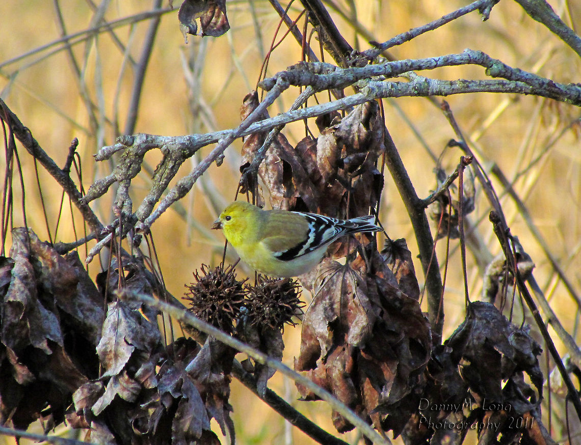 American Goldfinch                                 American Goldfinch,American goldfinch,Carduelis tristis,Geotagged,Spinus tristis,United States