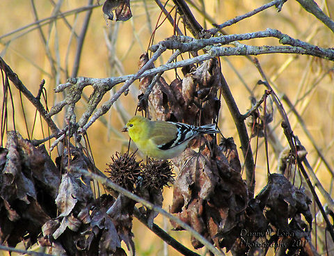 American Goldfinch                                 American Goldfinch,American goldfinch,Carduelis tristis,Geotagged,Spinus tristis,United States
