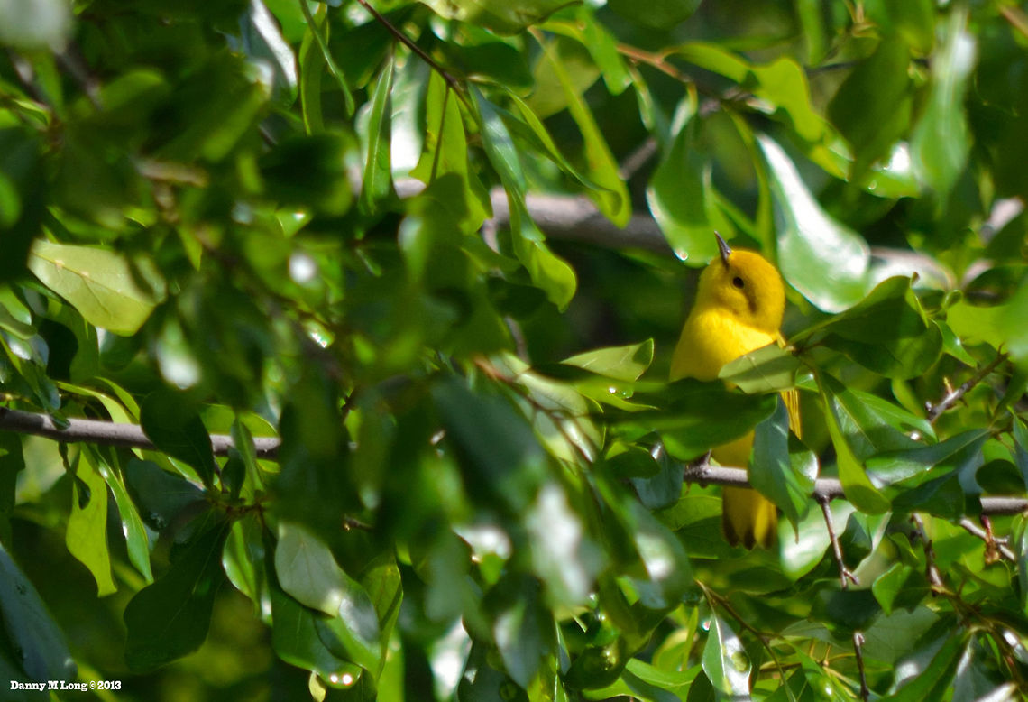 Yellow Warbler  Geotagged,Setophaga petechia,United States,Yellow Warbler