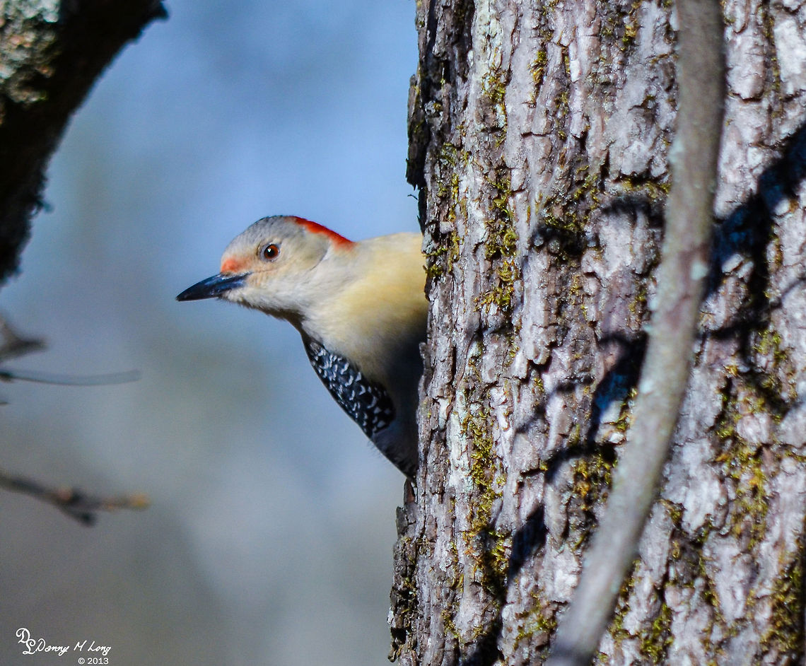 Red Bellied Woodpecker  Geotagged,United States