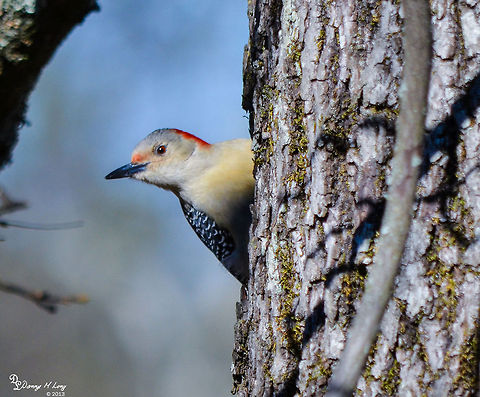 Red Bellied Woodpecker  Geotagged,United States