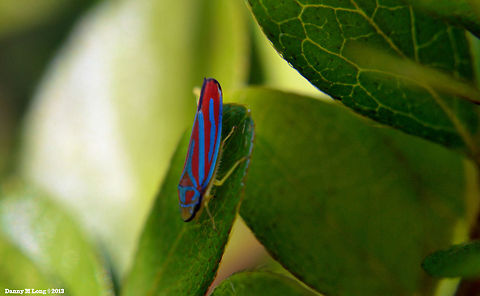 Candy-striped leafhopper (Graphocephala coccinea)  Geotagged,Graphocephala coccinea,United States