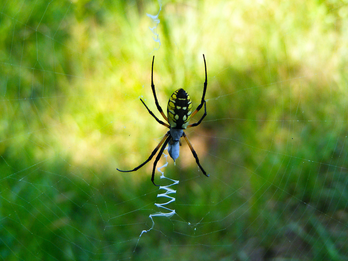 Writing Spider  Argiope aurantia,Black and Yellow Garden Spider,Geotagged,United States