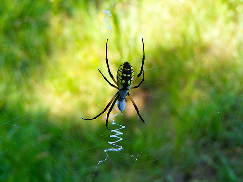 Writing Spider  Argiope aurantia,Black and Yellow Garden Spider,Geotagged,United States