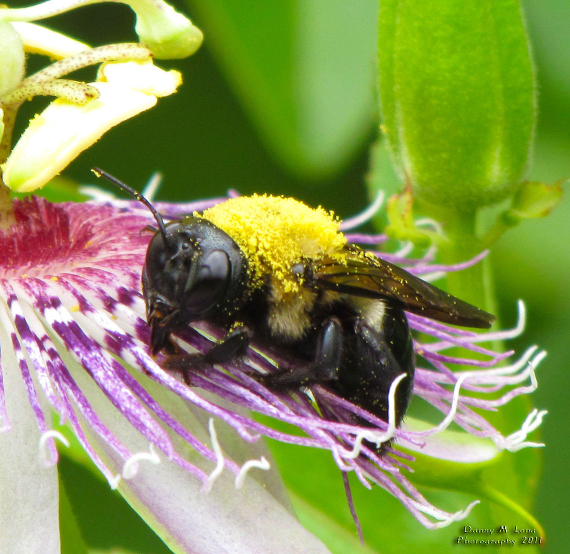 Bumble bee                                 Bombus griseocollis,Bombus pratorum,Early bumblebee,Geotagged,United States