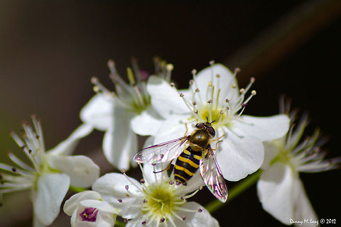 Syrphus ribesii  Geotagged,Syrphus ribesii,United States