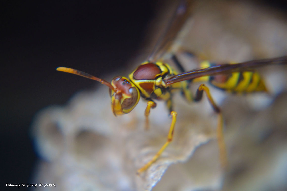 Polistes exclamans  Geotagged,Polistes exclamans,United States
