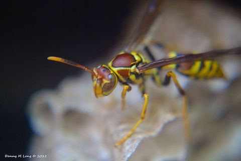 Polistes exclamans  Geotagged,Polistes exclamans,United States