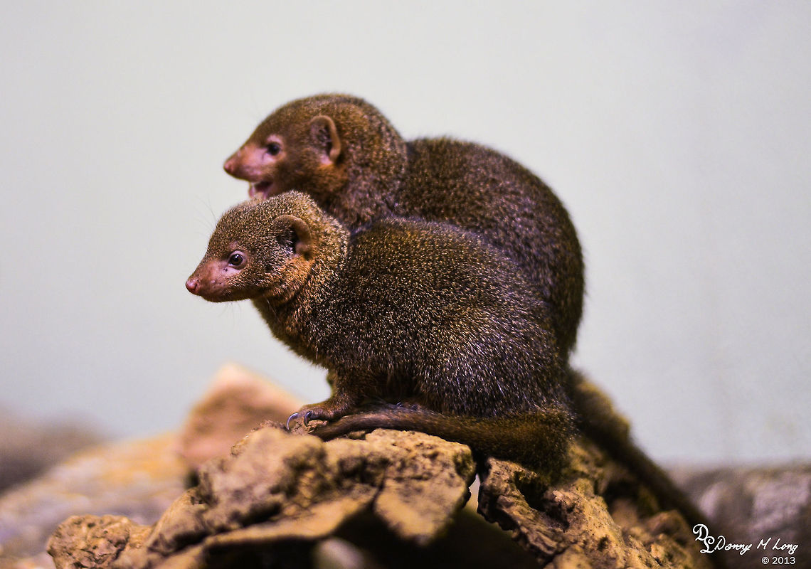 Dwarf Mongoose  Common Dwarf Mongoose,Geotagged,Helogale parvula,United States
