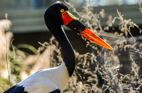 Saddle billed Stork  Ephippiorhynchus senegalensis,Geotagged,Saddle-billed Stork,United States