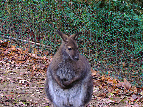 Red-necked Wallaby                                 Geotagged,Macropus rufogriseus,Red-necked wallaby andBennetts wallaby,United States