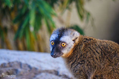 Red Footed Lemur  Eulemur rufus,Geotagged,Red lemur,United States
