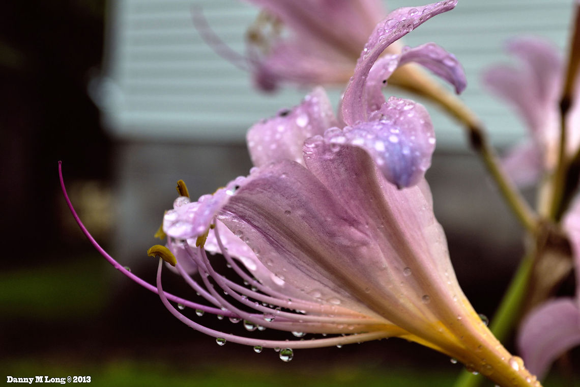 Pink Lady (Amaryllis)  Amaryllis belladonna,Belladonna Lily,Geotagged,United States