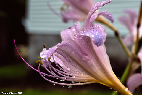 Pink Lady (Amaryllis)  Amaryllis belladonna,Belladonna Lily,Geotagged,United States