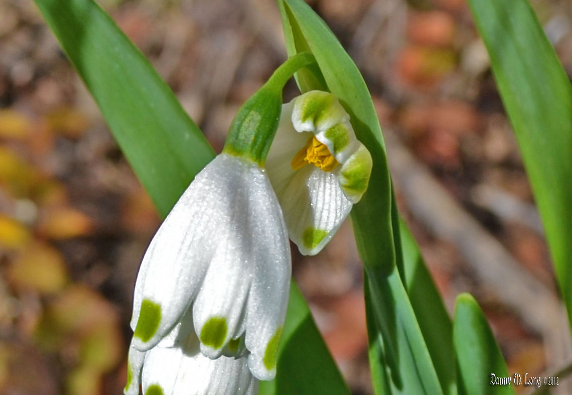 Spring Snowflake Flower  Geotagged,Leucojum vernum,Spring snowflake,United States
