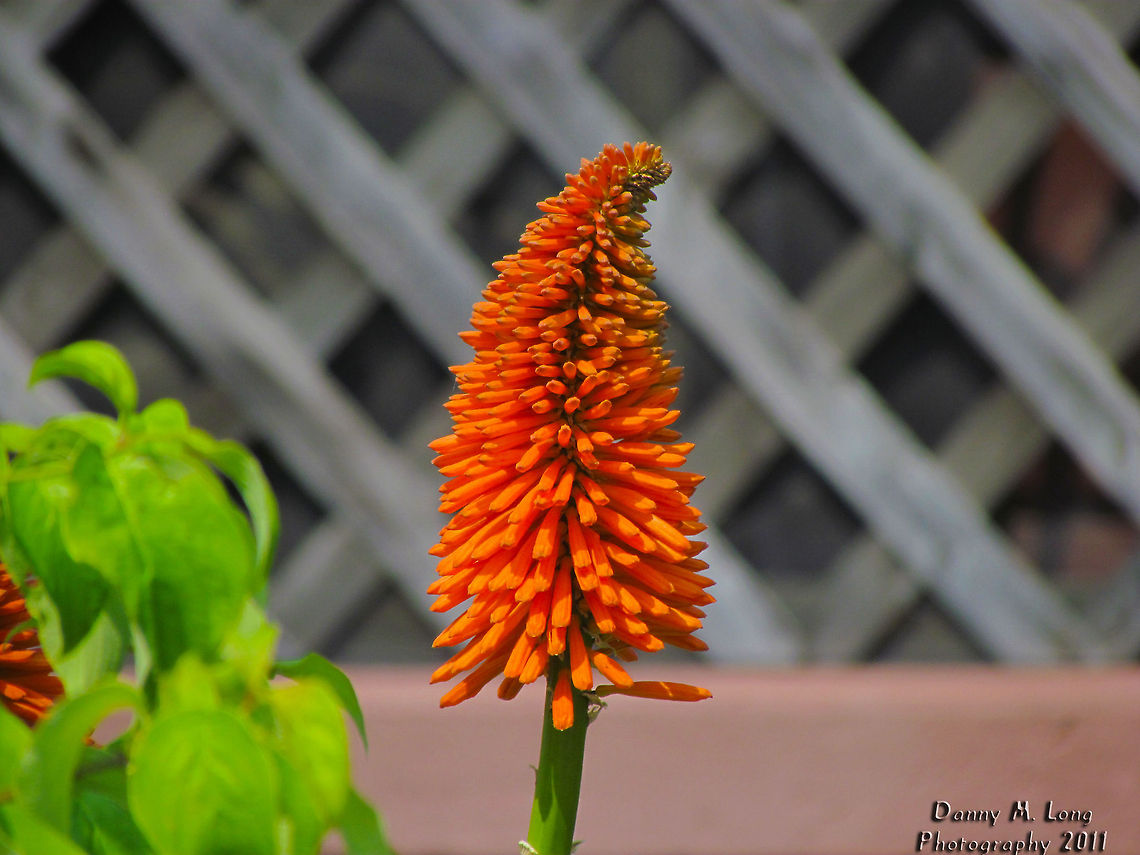 Kniphofia (Xanthorrhoeaceae: Asphodeloideae) - formerly Aloeaceae                                 Geotagged,Kniphofia uvaria,United States
