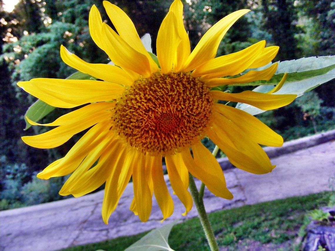 Sunflower  Geotagged,Helianthus annuus,Sunflower,United States