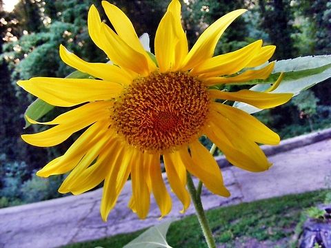Sunflower  Geotagged,Helianthus annuus,Sunflower,United States