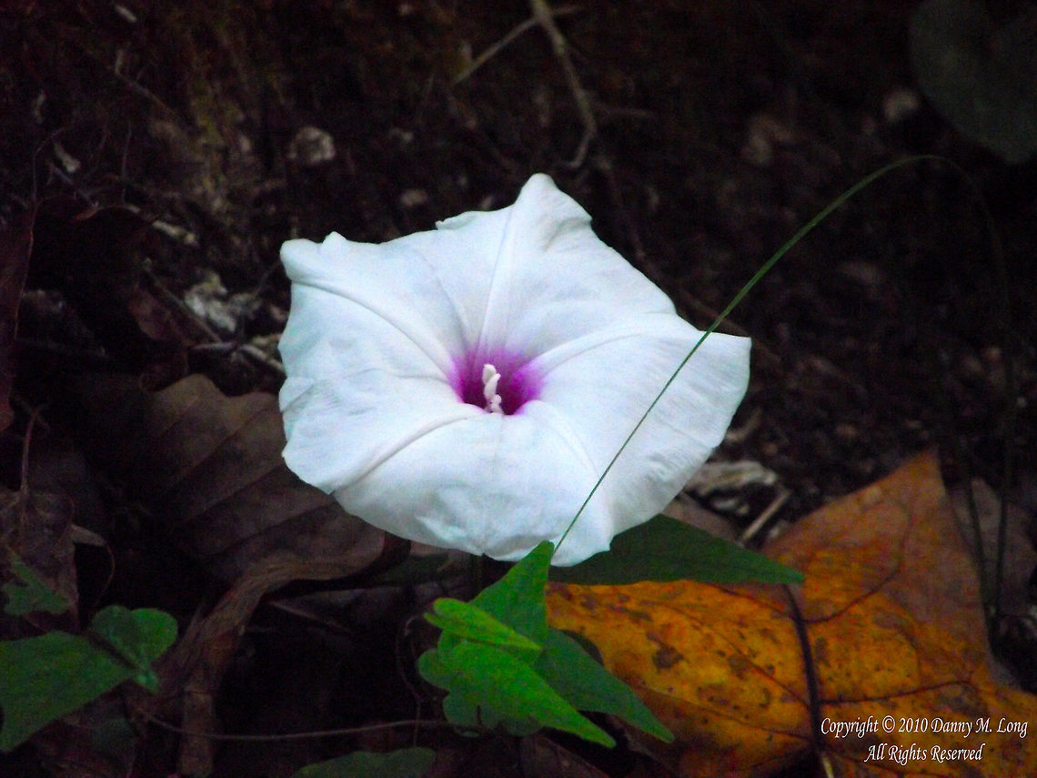 Ipomoea pandurata  Geotagged,Ipomoea pandurata,United States
