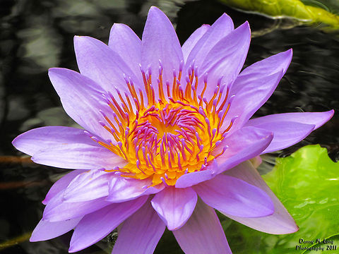 Purple Water Lily                                 Geotagged,Nymphaea nouchali,United States