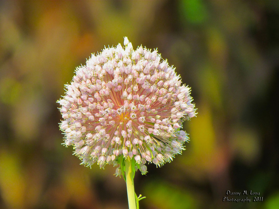 Common Milkweed                                 Geotagged,United States